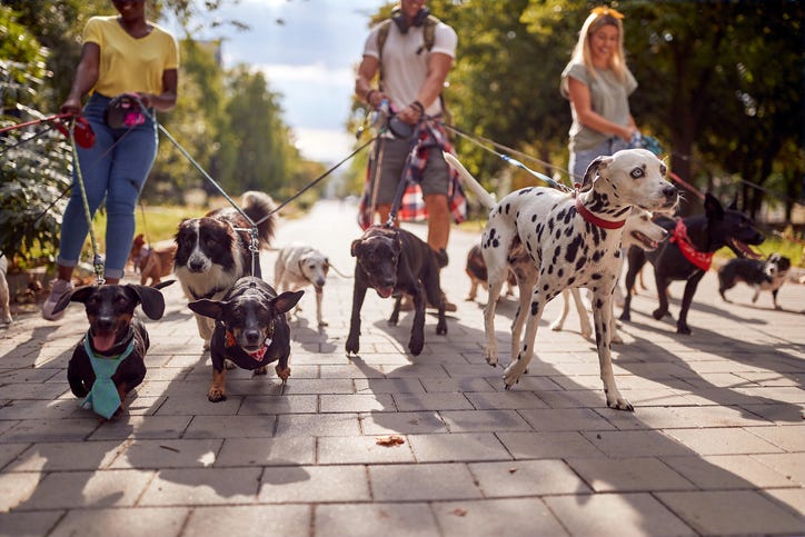 dog walker