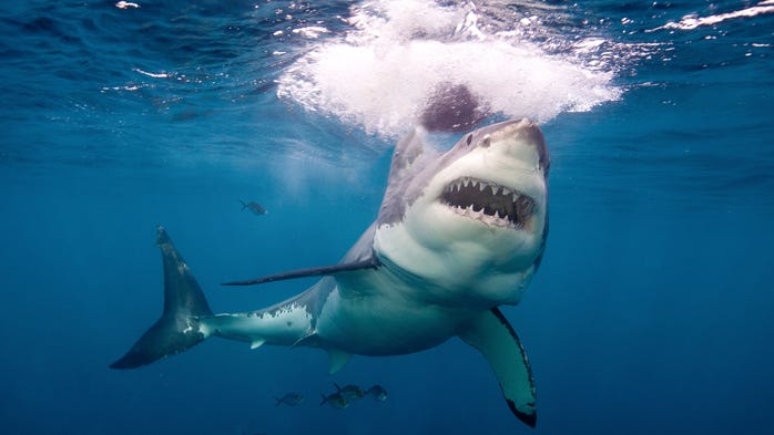 Shark Week 2021: Check out Discovery’s full schedule of killer programming