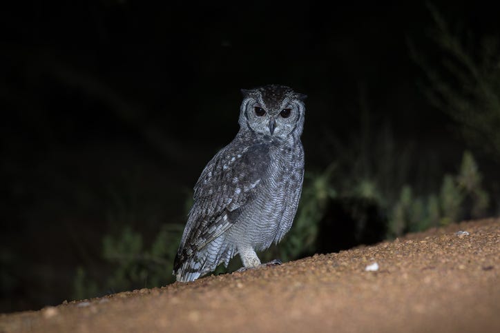 Owl