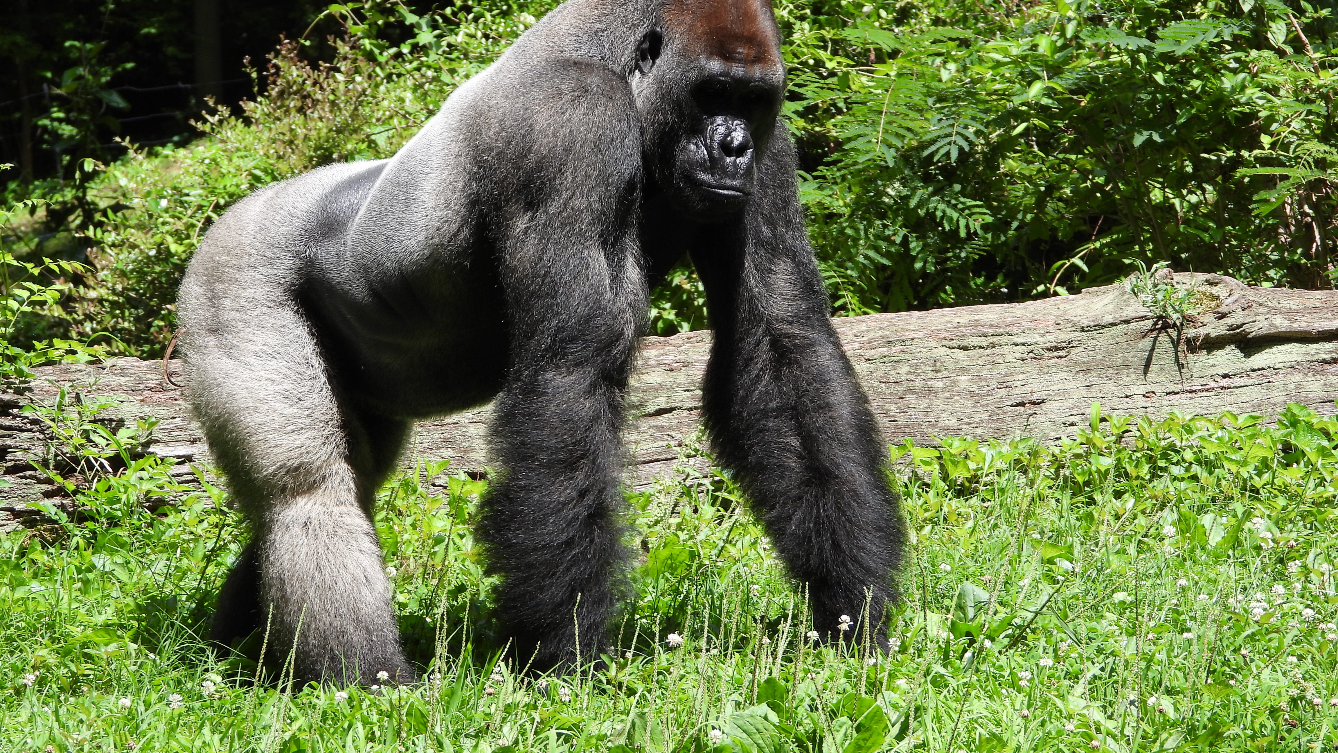 Video of 'budding friendship' between gorilla and groundhog at Detroit Zoo goes viral