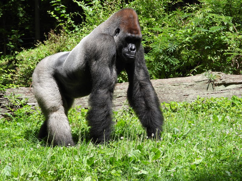 Silverback gorilla