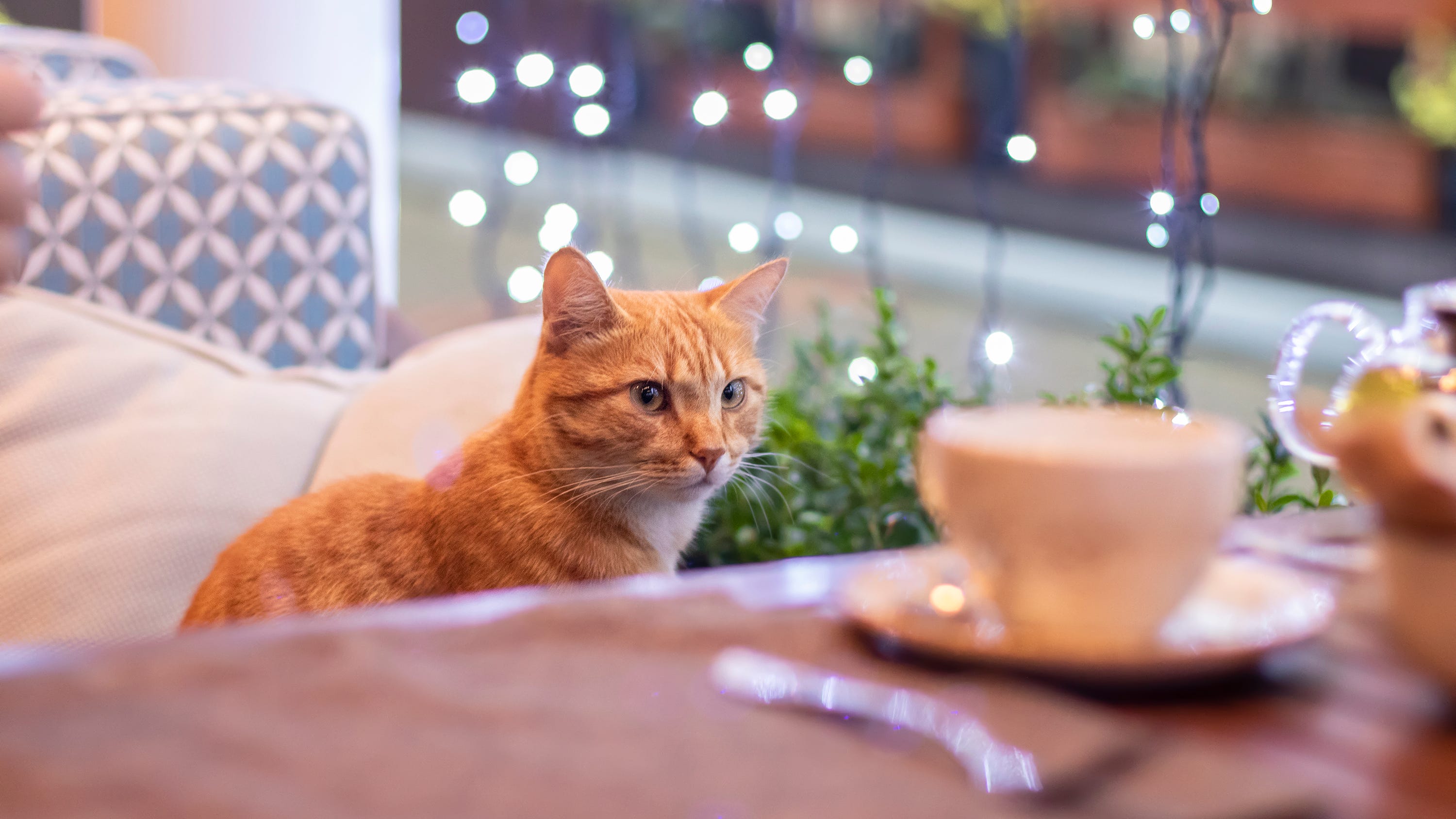 Friday is for felines: 'Kitty Catfé' in Macomb County set to open this weekend, offers coffee, tea and cuddles with cats