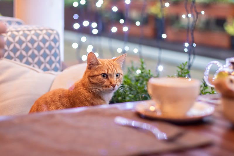 cat in the cafe. Cute fluffy cat indoors