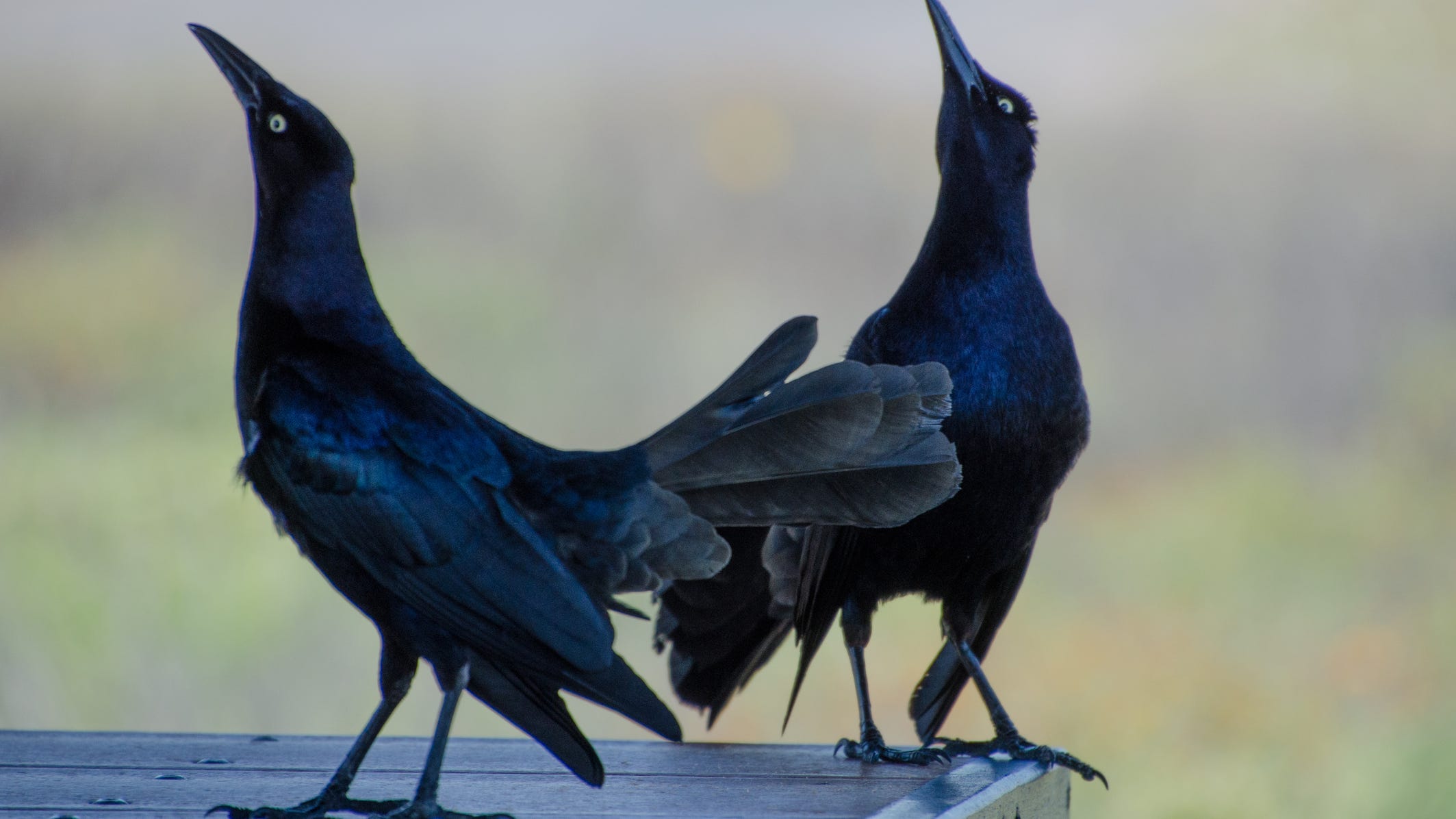 Hundreds of Grackles return to North Texas parking lots