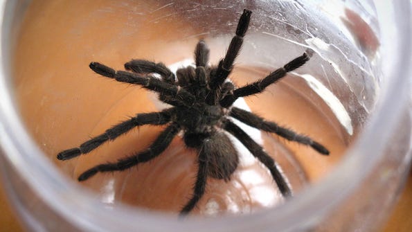 Endangered insects and spiders are being sold online illegally through Amazon and eBay