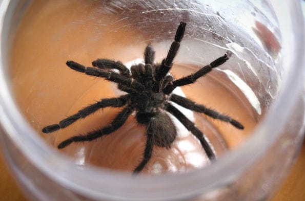 Tarantula in a jar