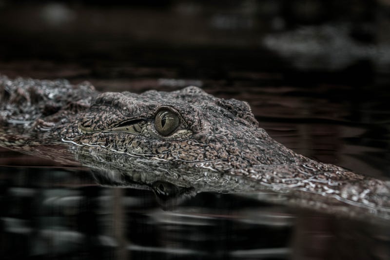 Crocodile swimming. 