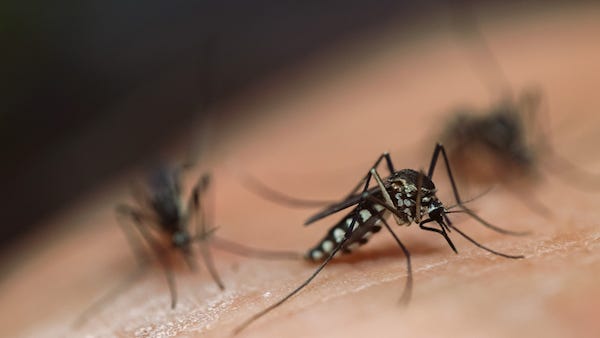 If you’re a mosquito magnet, scientists say it all has to do with your body odor