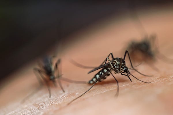 Mosquitos feeding on human skin