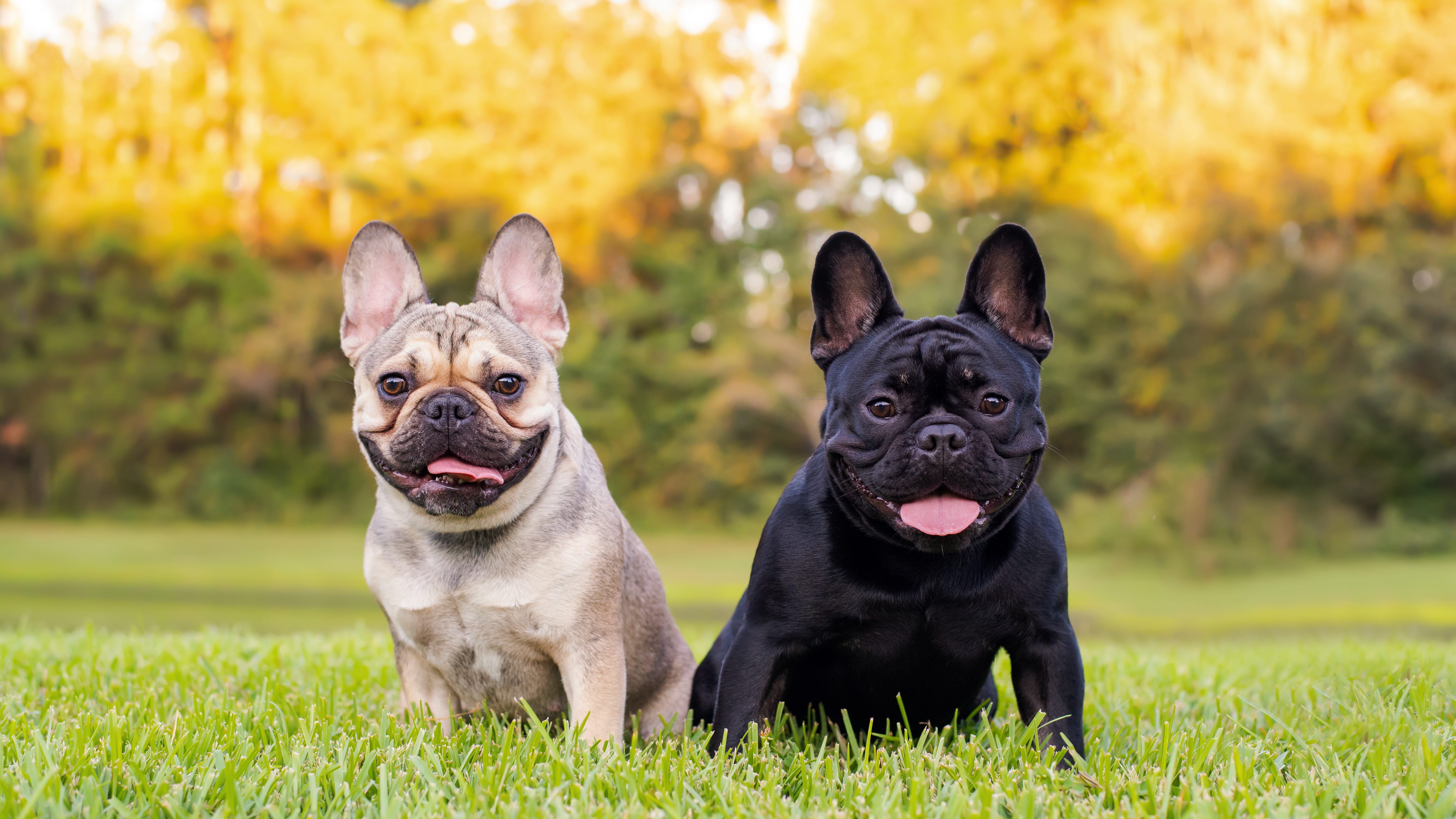 America has new favorite dog – and it's not a lab