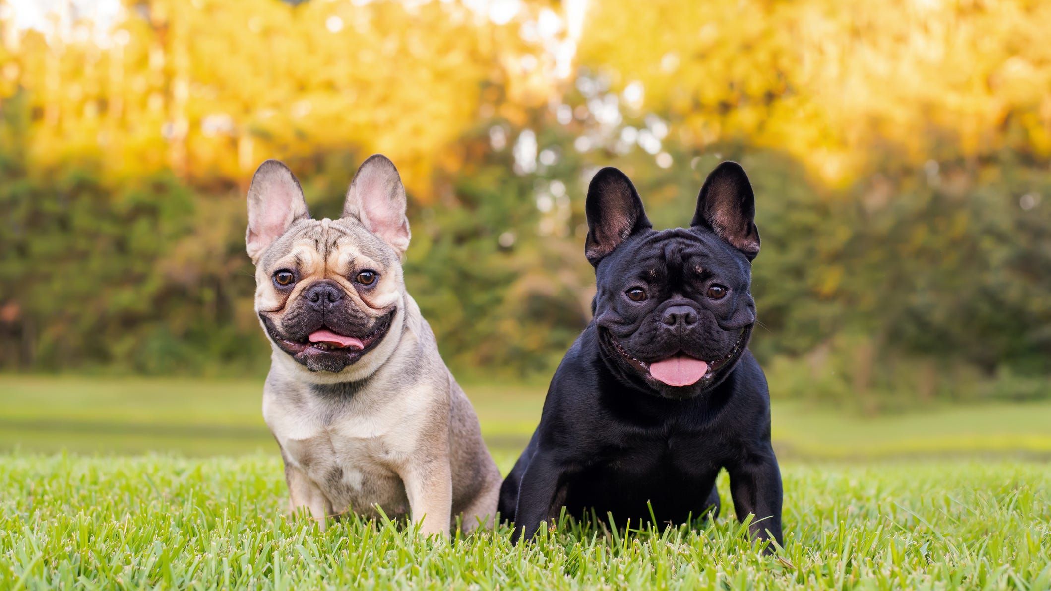 Here's why you may not want to get America's favorite dog breed: The Frenchie