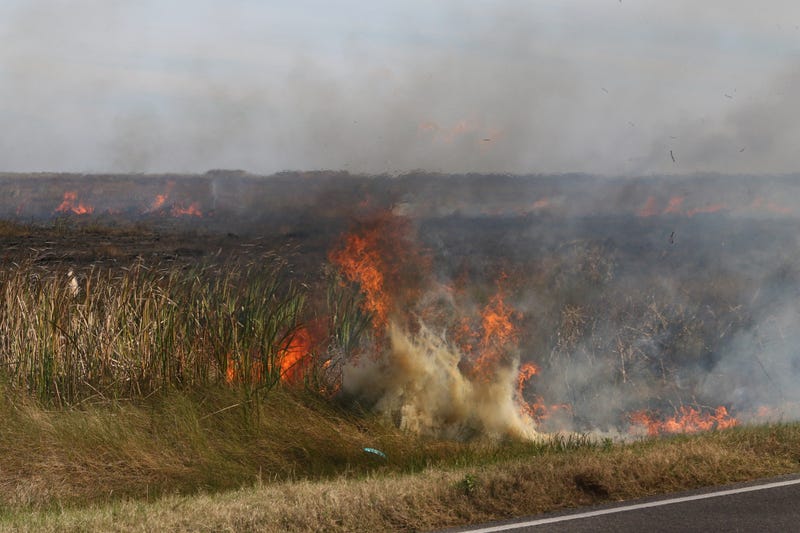 Controlled burn very near a paved highway in southern Louisiana