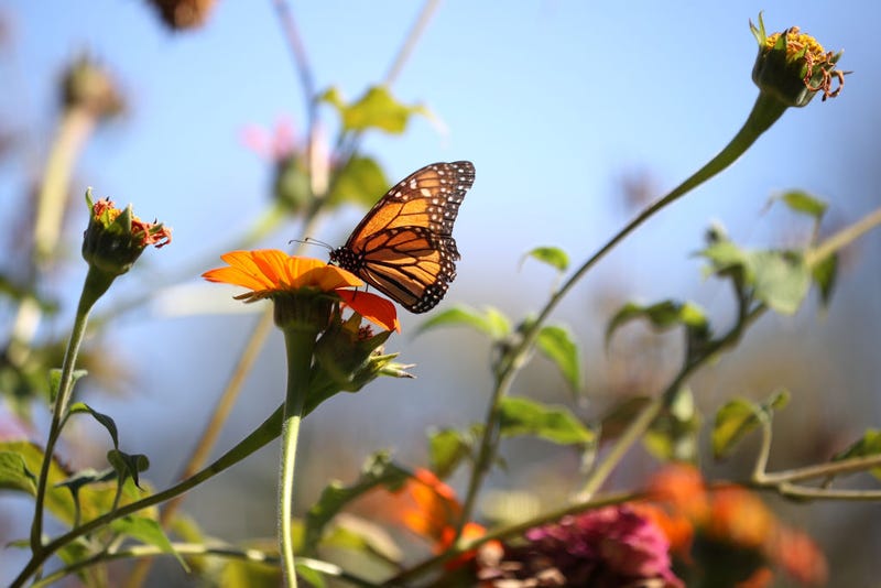 A Monarch butterfly lands on a flower at the Rinconada Community Garden on November 03, 2021, in Palo Alto, California.
