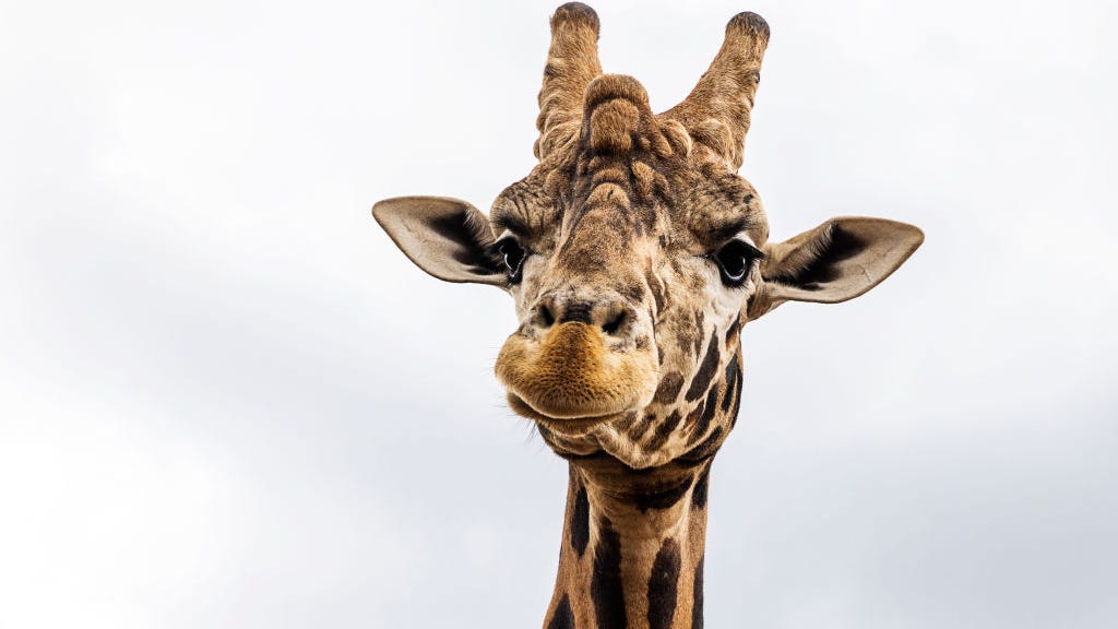 Giraffe born without spots at Tennessee zoo could be the only one ‘on the planet’