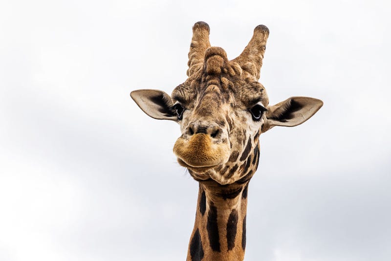A giraffe looks on at Zoofari Lodge before a feeding at Taronga Western Plains Zoo on November 06, 2021 in Dubbo, Australia. 