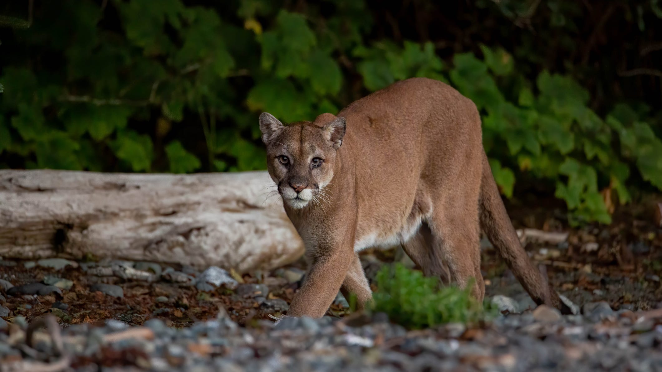 "Is that a cougar?!" Despite sightings on the rise, the big cat remains elusive in Michigan