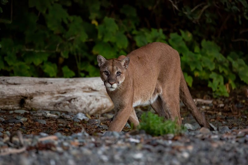 Cougar