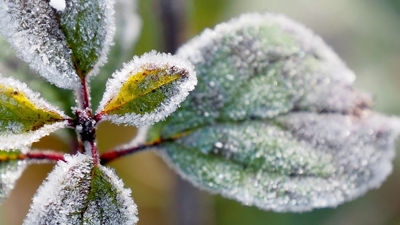 Freezing Weather, Plants