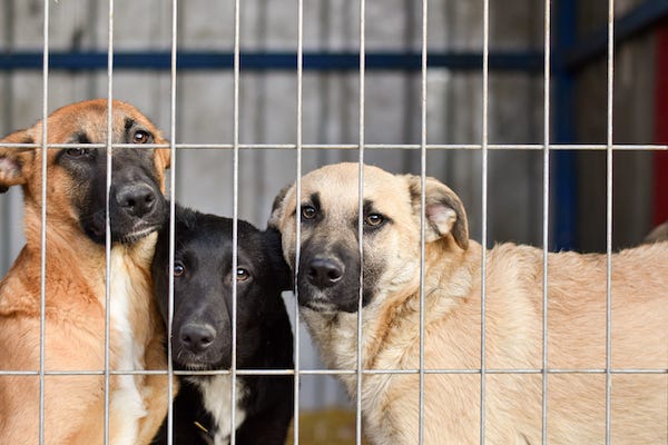 Sad dogs in a kennel in an animal shelter