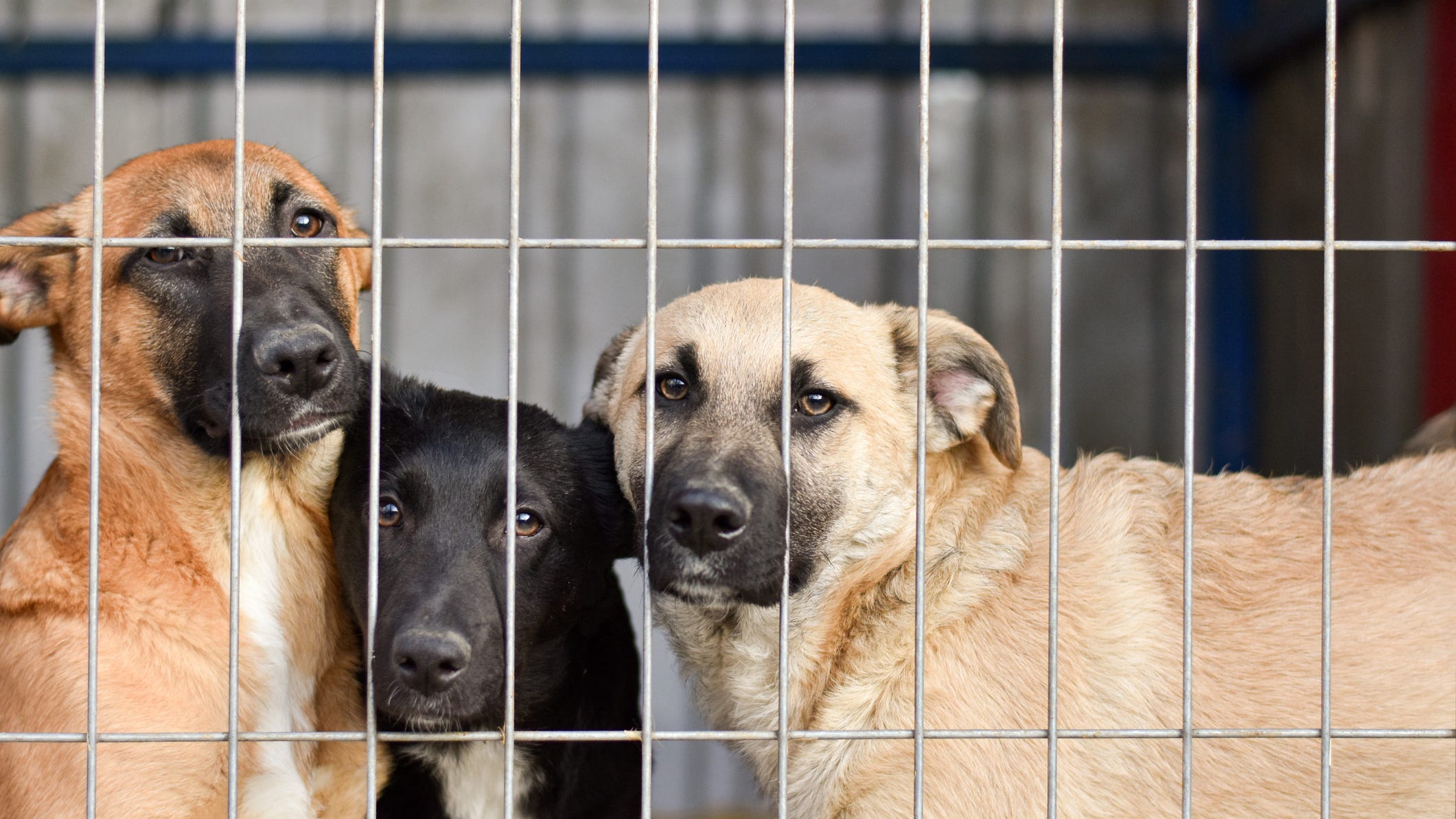 L.A. Council approves potential changes to animal services amid criticism