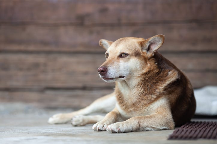 Dog on porch