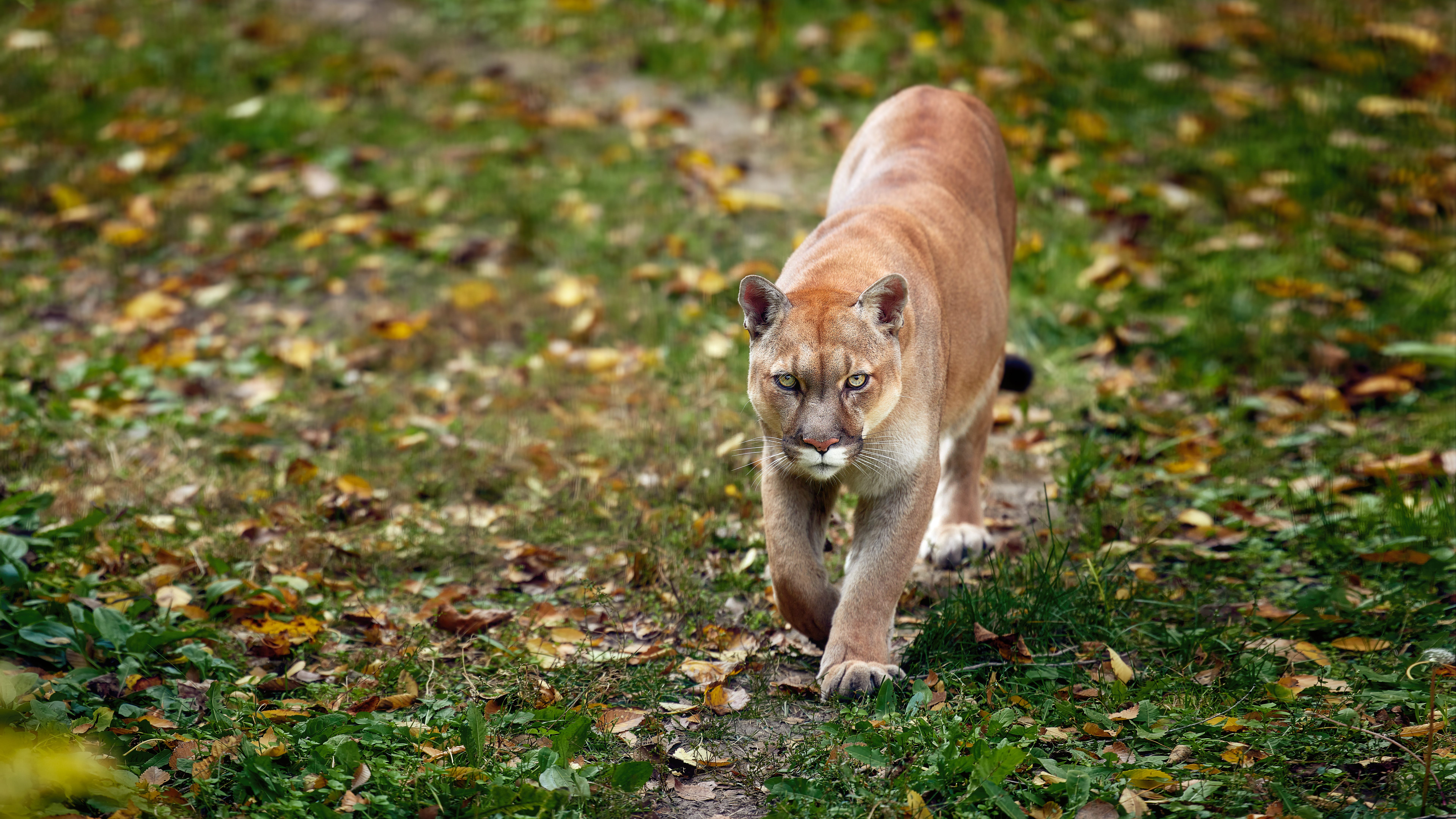 Mountain lion creates stir in Brentwood