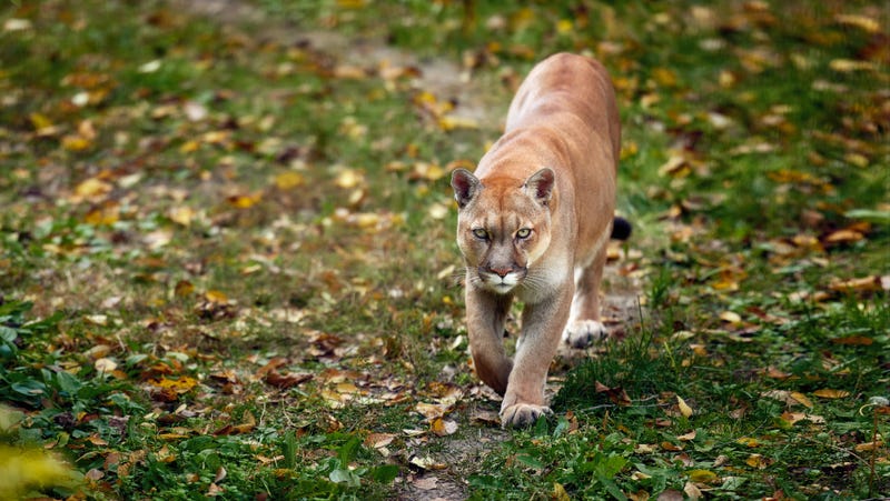 Illinois mountain lion