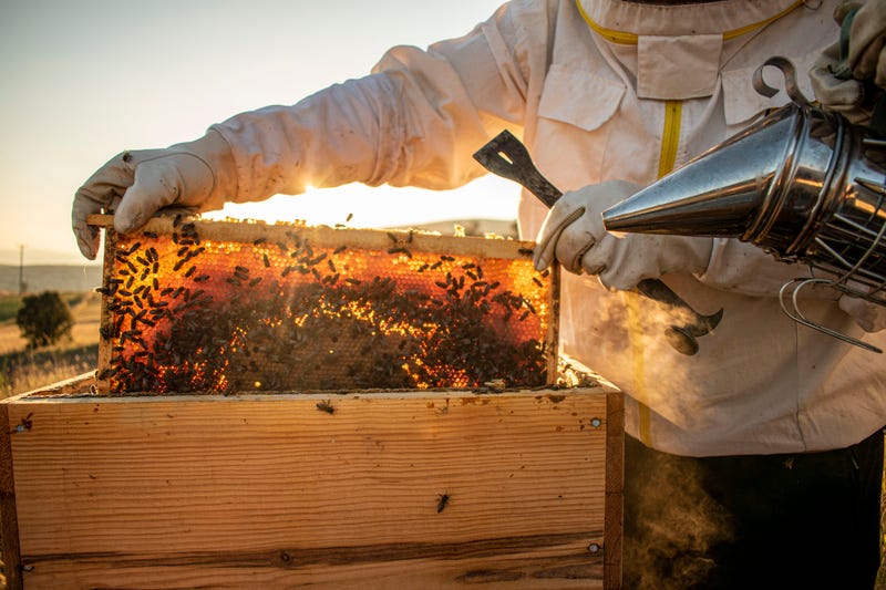beekeeper pulls honeycomb out of hive frame