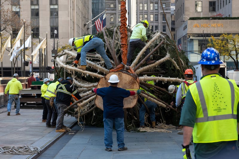 Workers prepare The Rockefeller Center Christmas Tree to be moved into place by a crane on November 13, 2021 in New York City. This year, for the first time the Norway Spruce tree was from Maryland. The tree is 79-feet tall, 46-feet in diameter, and weighs 12-tons.