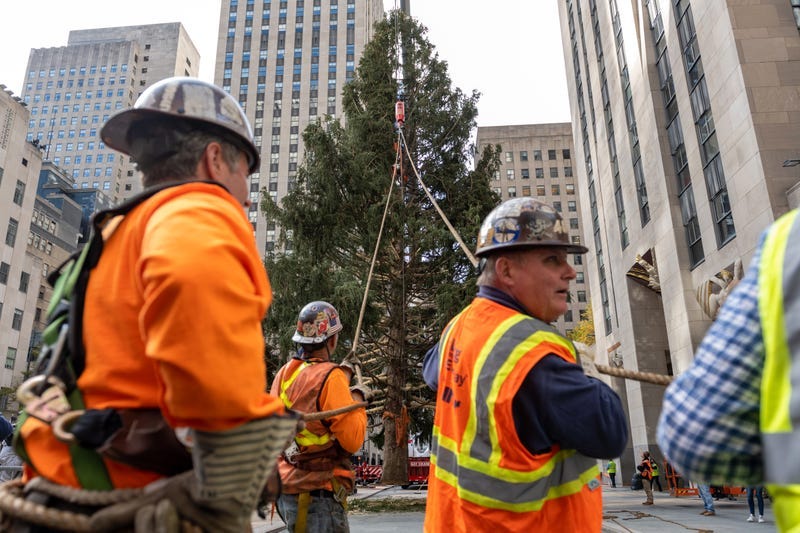 Workers guide The Rockefeller Center Christmas Tree into place while it is moved by a crane on November 13, 2021 in New York City. This year, for the first time the Norway Spruce tree was from Maryland. The tree is 79-feet tall, 46-feet in diameter, and weighs 12-tons. 