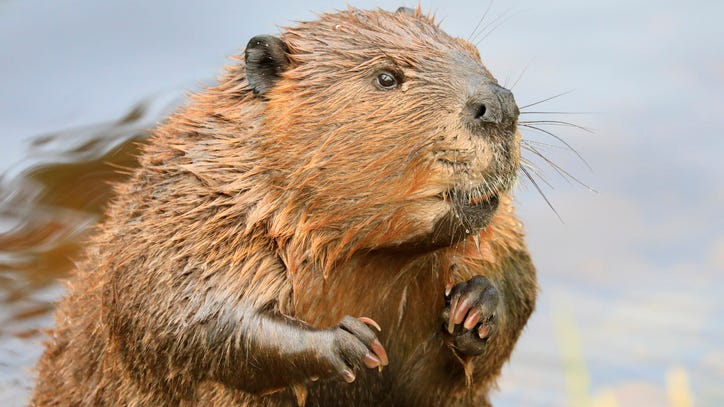 New Michigan DNR order expands list of nuisance animals property owners are allowed to kill without a permit