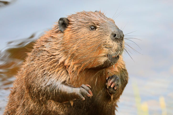 New Michigan DNR order expands list of nuisance animals property owners are allowed to kill without a permit