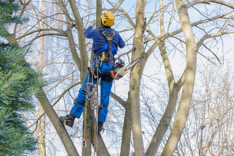 tree removal worker