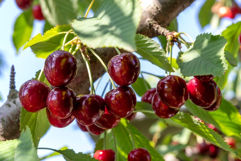 Tart cherries on a tree