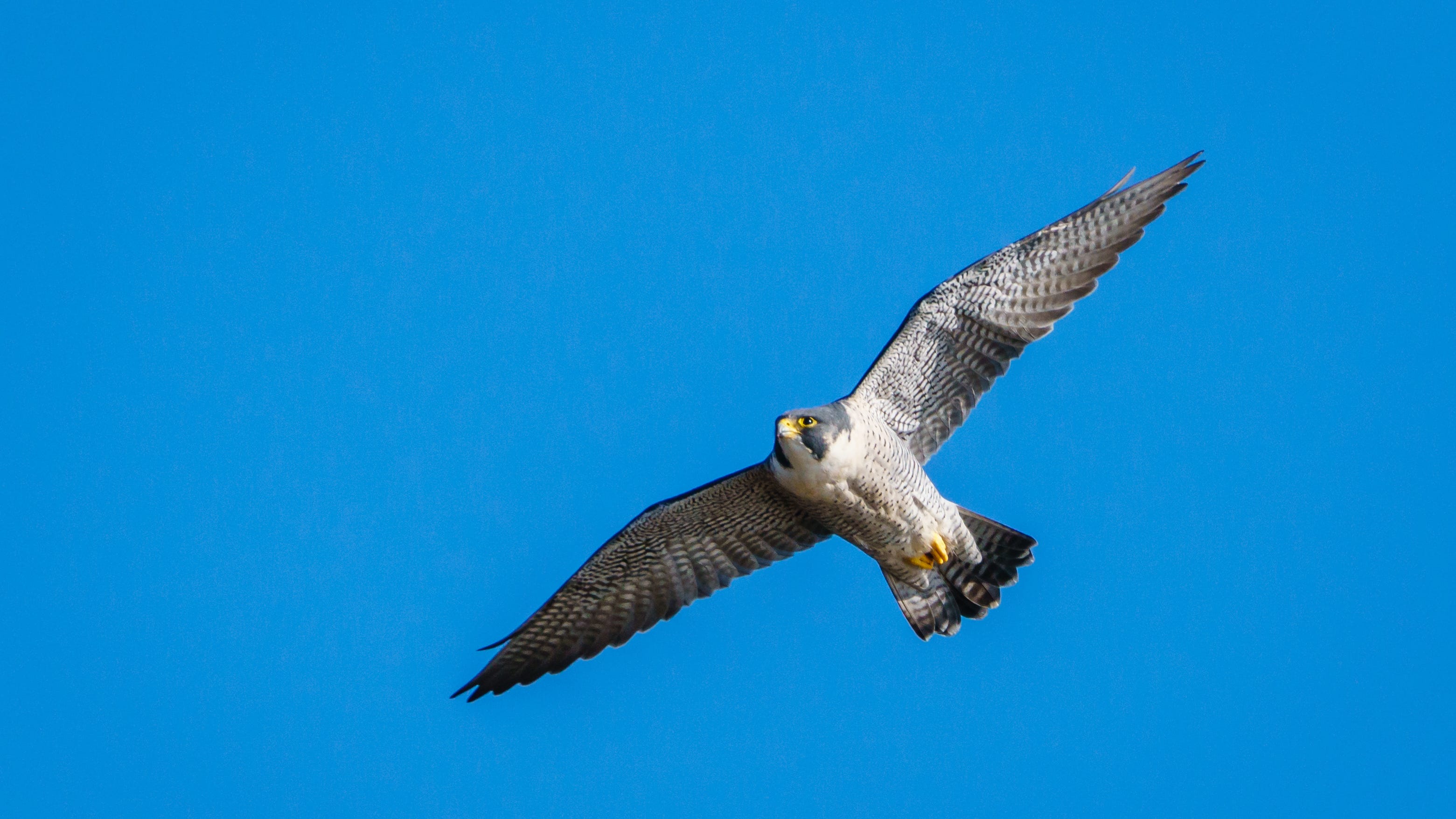 Beloved UC Berkeley peregrine falcon Grinnell found dead