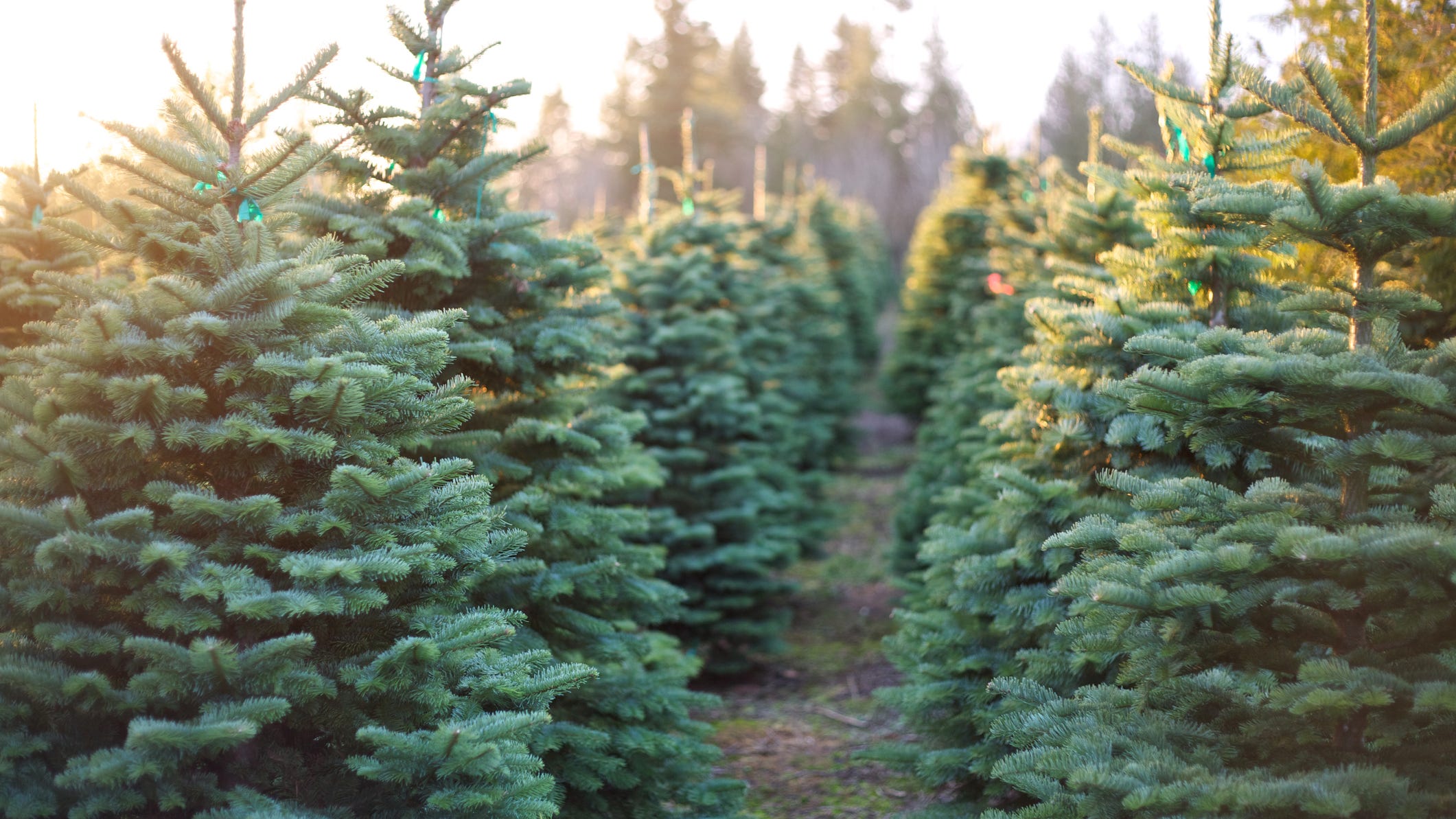 Experts warn of shortages and price increases this holiday season: 'Find and buy your Christmas tree early'