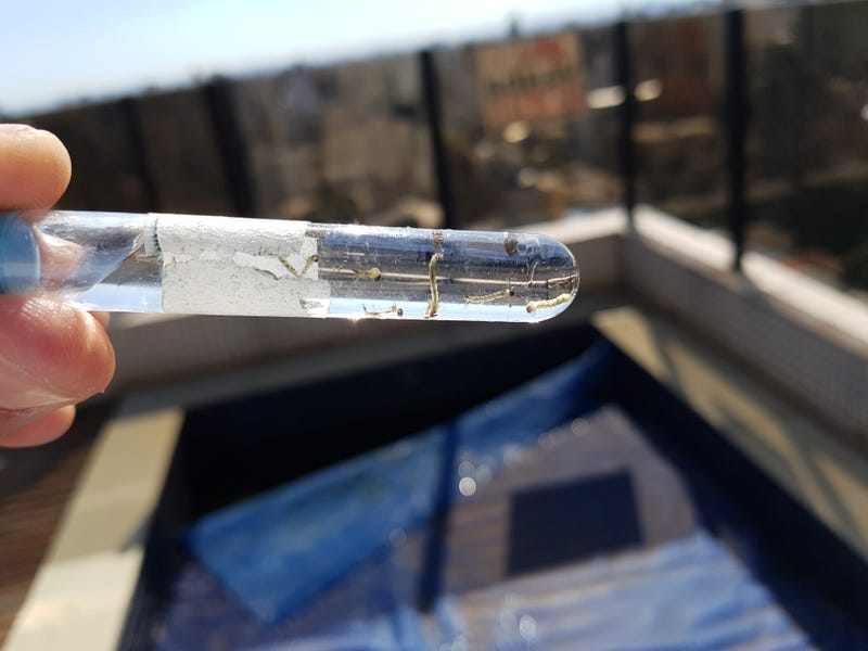 Mosquito larva in test tube pulled from a swimming pool