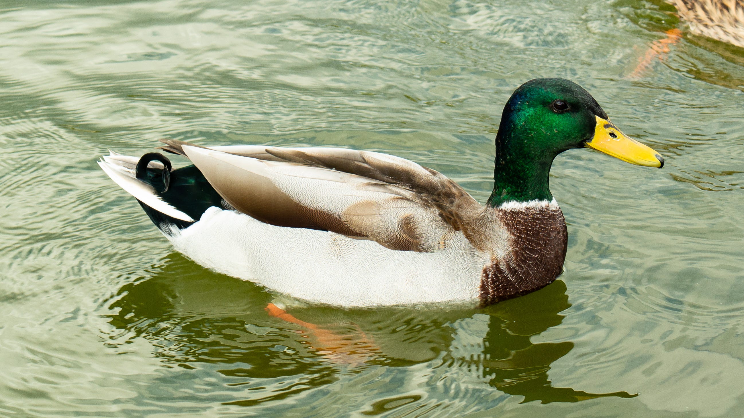 Ducks with severed bills found starving to death in Orange County park