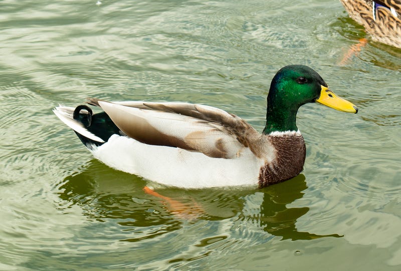 Duck in a pond.