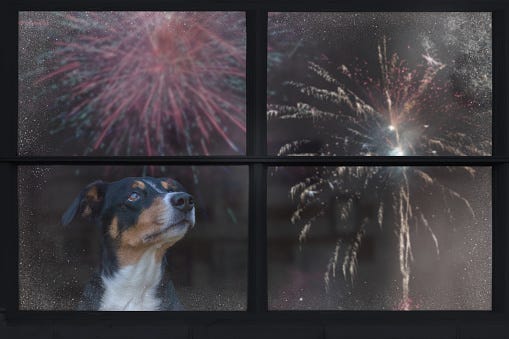 Dog watching fireworks
