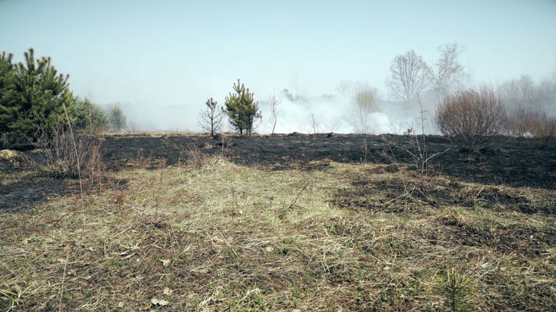 Wildfire