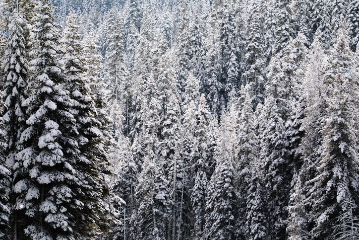 Snow covered forest. 