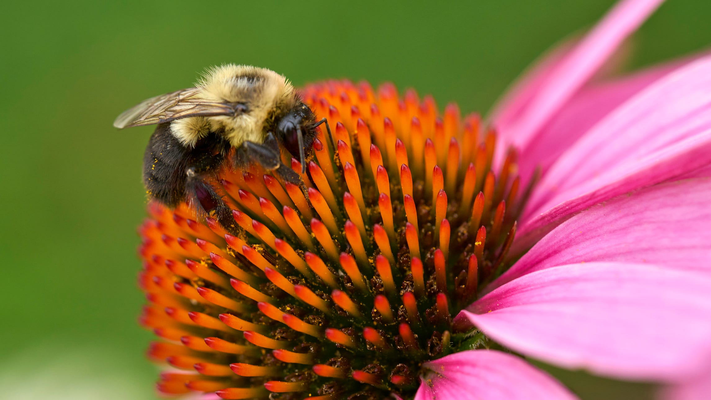 Climate change is taking a toll on bees, study says