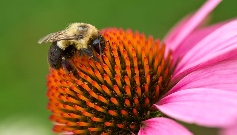 A bumblebee forages on the blossom of a large coneflower at Fort Needham Memorial Park in Halifax, Nova Scotia.