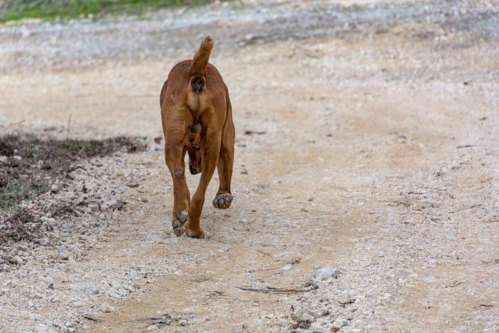 Dog on road