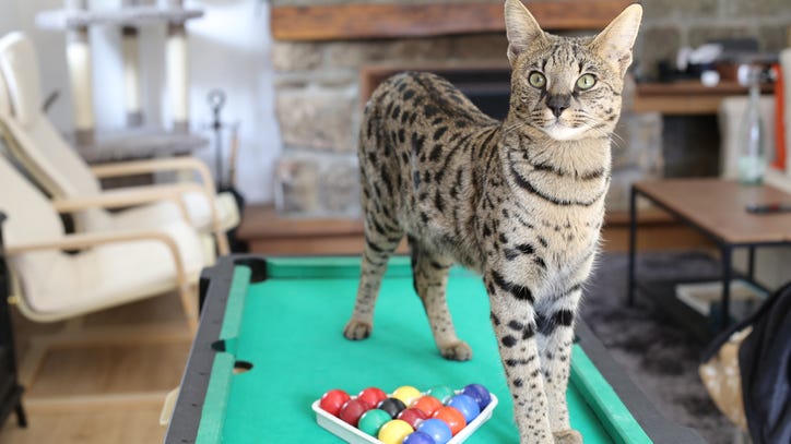 The world's tallest cat lives in Metro Detroit, and it comes from a family of 'famous cats'