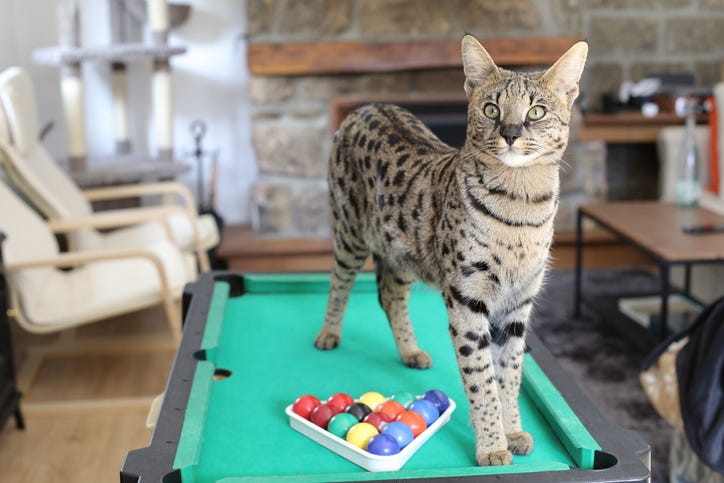 Savannah cat