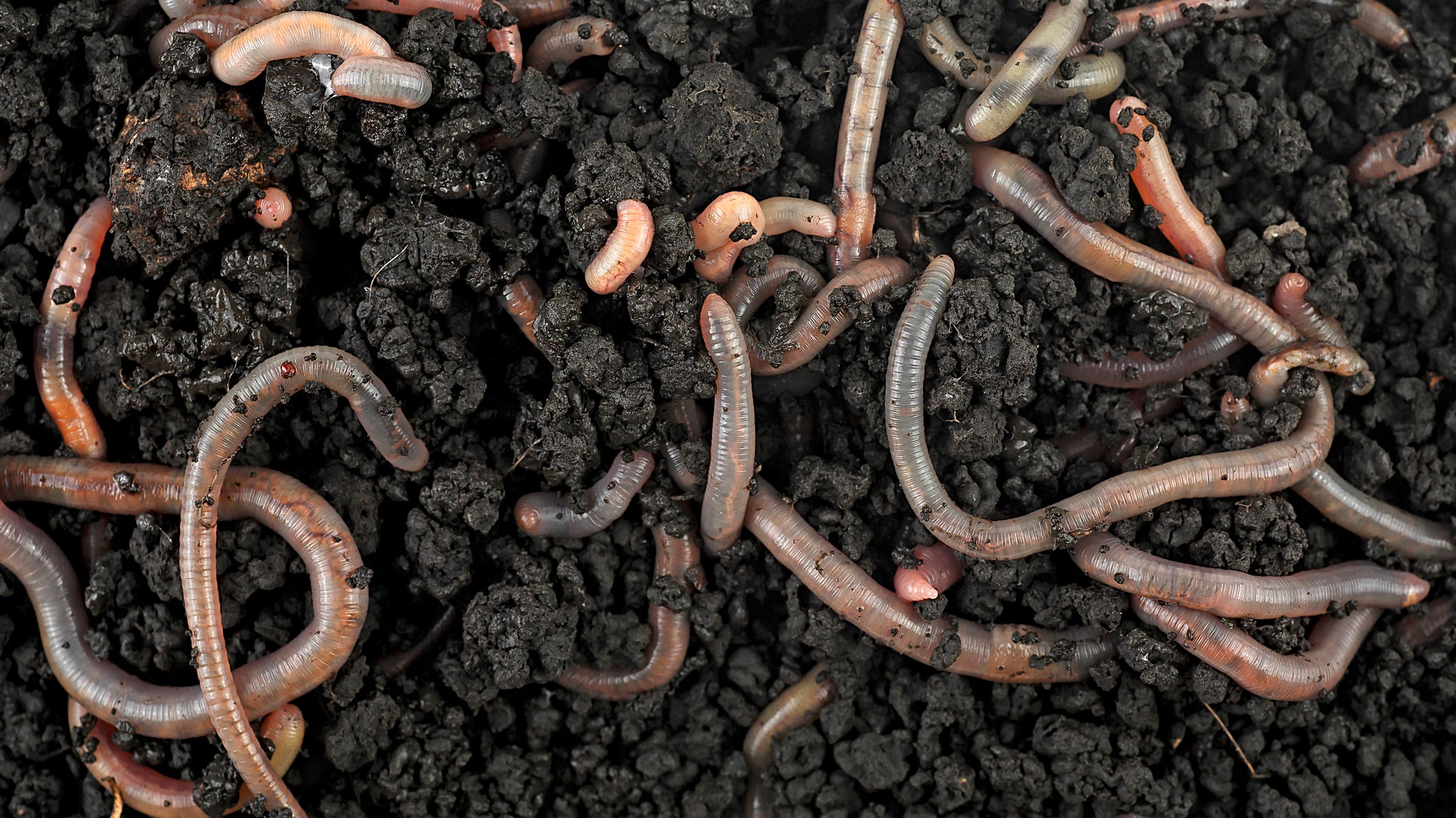 Invasive worm described as an ‘earthworm on steroids’ can jump a foot in the air