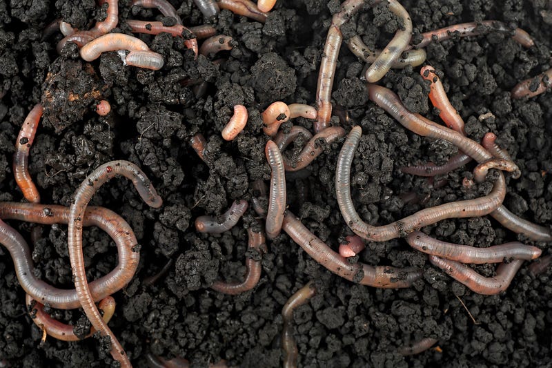 Worms in soil. 