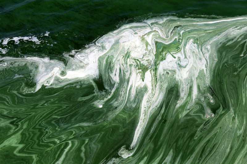 Blue-Green Algae